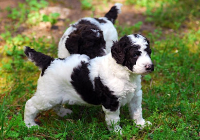 parti standard poodle puppies