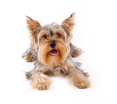 Dog Grooming services for Groton, New London, and Mystic CT