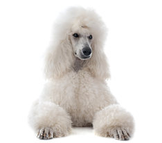 Standard Poodle Puppies - Bred for temperment and health